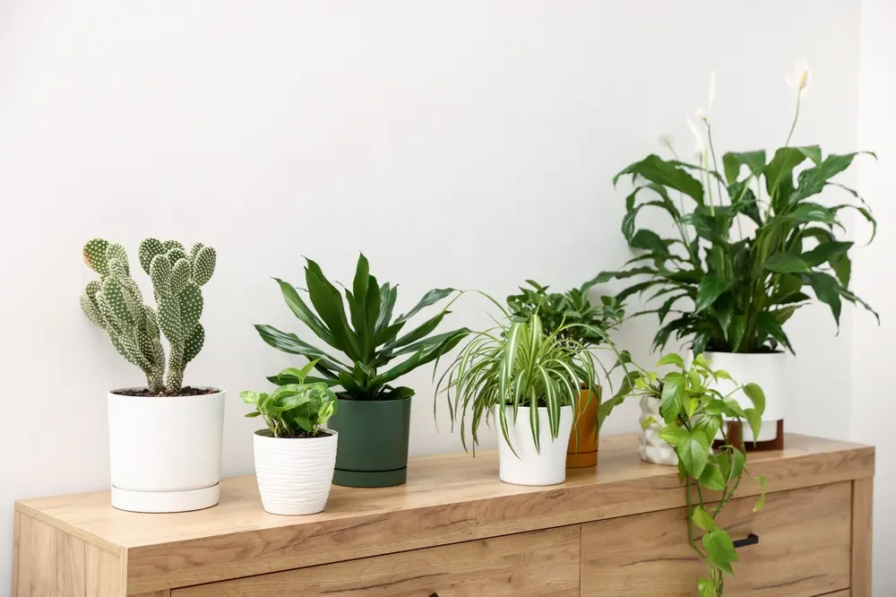 Top 10 Best Air-Purifying Houseplants
