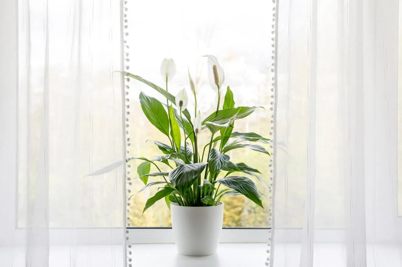 Top 10 Best Air-Purifying Houseplants with Names (NASA Study) - Indoor Air Quality Guide